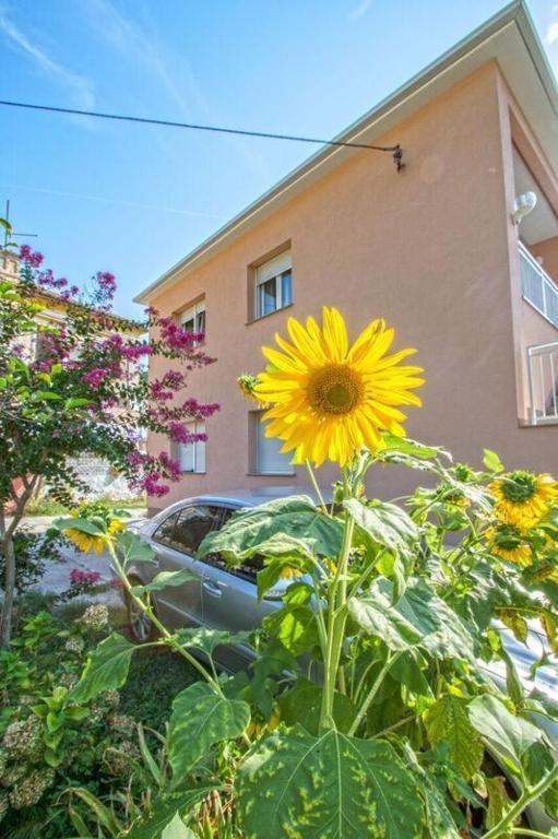 Apartman Studio Nena Цриквениця Екстер'єр фото